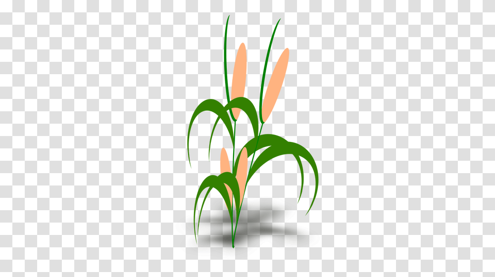 Vector Illustration Of Plant With Cobs, Flower, Blossom, Tree Transparent Png