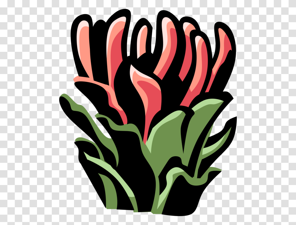 Vector Illustration Of Protea Botanical Horticulture, Floral Design, Pattern Transparent Png