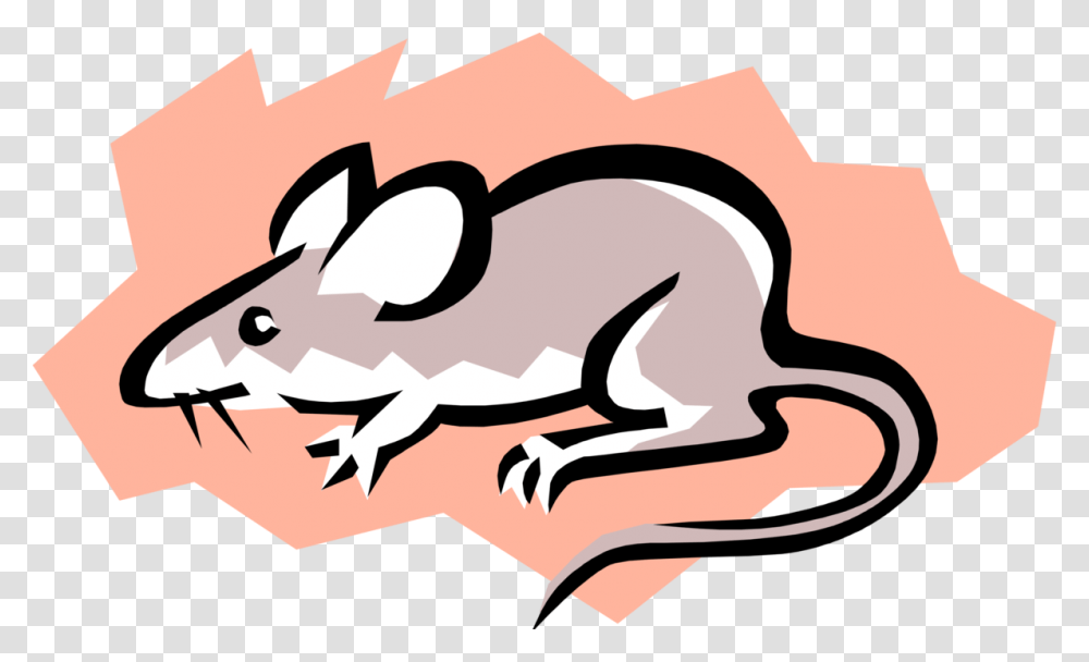 Vector Illustration Of Rodent Grey Mouse Cmo Se Pueden Contaminar Los Alimentos, Animal, Wildlife, Mammal, Amphibian Transparent Png