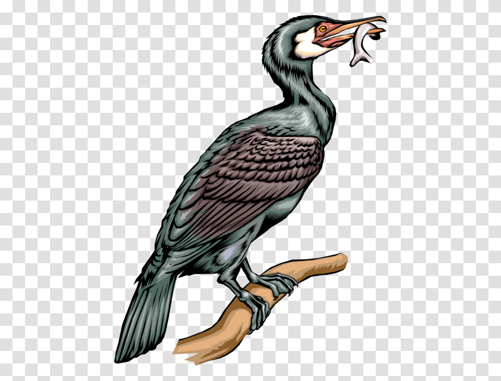 Vector Illustration Of Web Footed Diving Cormorant Cormorant Birds Clipart, Vulture, Animal, Condor, Dodo Transparent Png