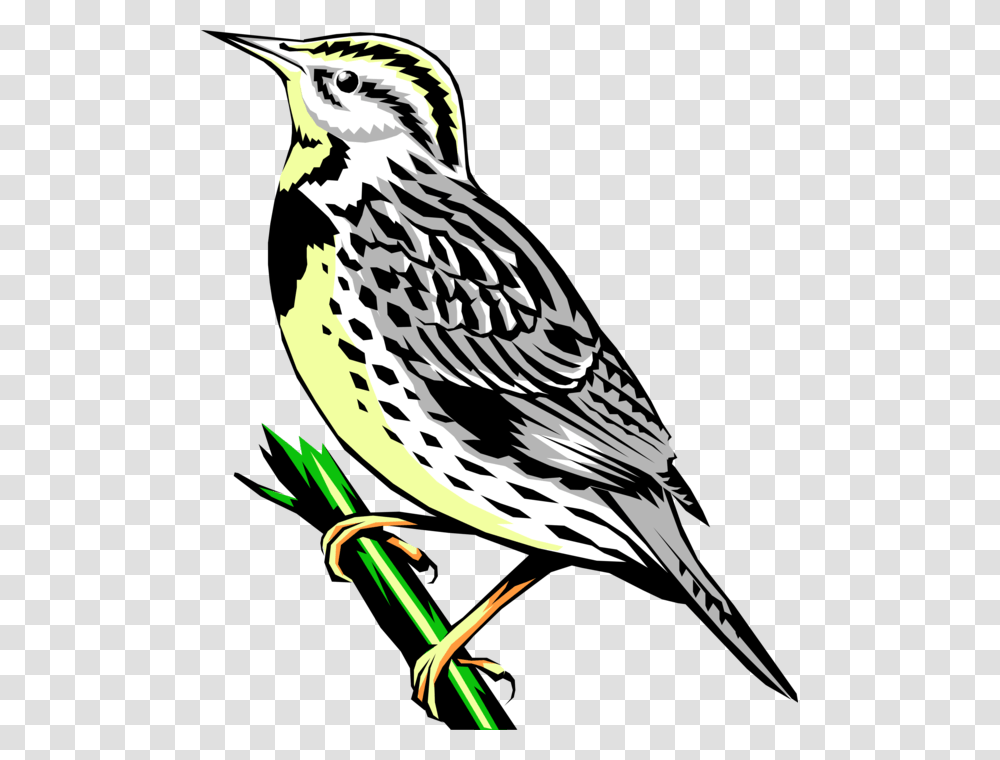 Vector Illustration Of Western Meadowlark Icterid Bird Western Meadowlark Clipart, Animal, Sparrow, Finch Transparent Png