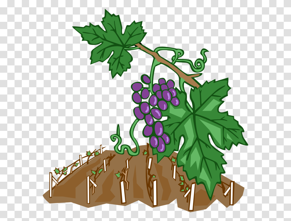 Vector Illustration Of Wine Grape Vines In Vineyard Weinreben Clipart, Plant, Grapes, Fruit, Food Transparent Png
