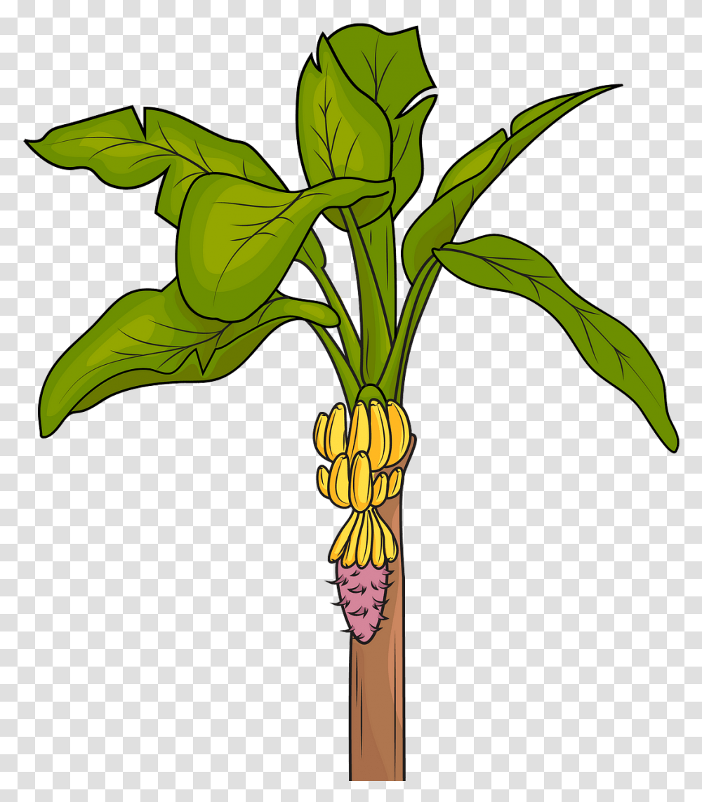 Vector Image Banana Tree, Plant, Root, Palm Tree, Arecaceae Transparent Png