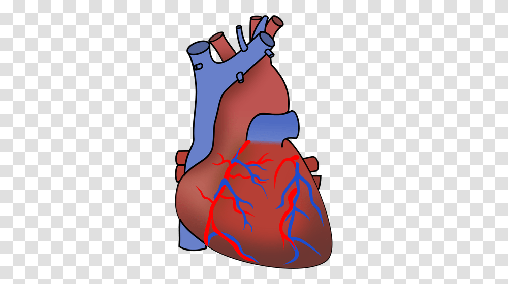 Vector Image Of Heart Showing Valves Arteries And Veins Public, Plot, Hand, Outdoors, Diagram Transparent Png