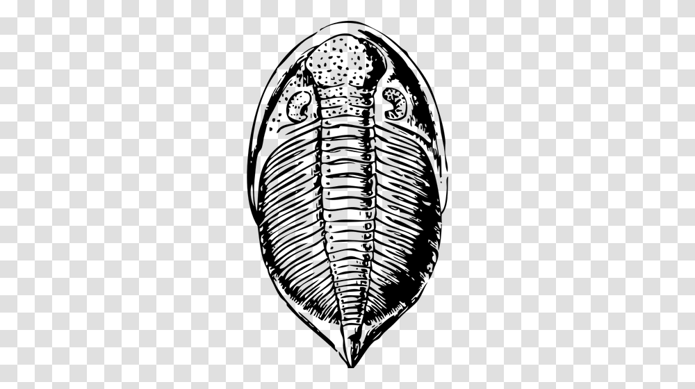 Vector Image Of Trilobite, Gray, World Of Warcraft Transparent Png