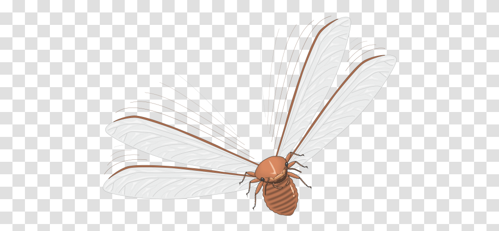 Vector Insects Fly Insect, Invertebrate, Animal, Bird, Dragonfly Transparent Png