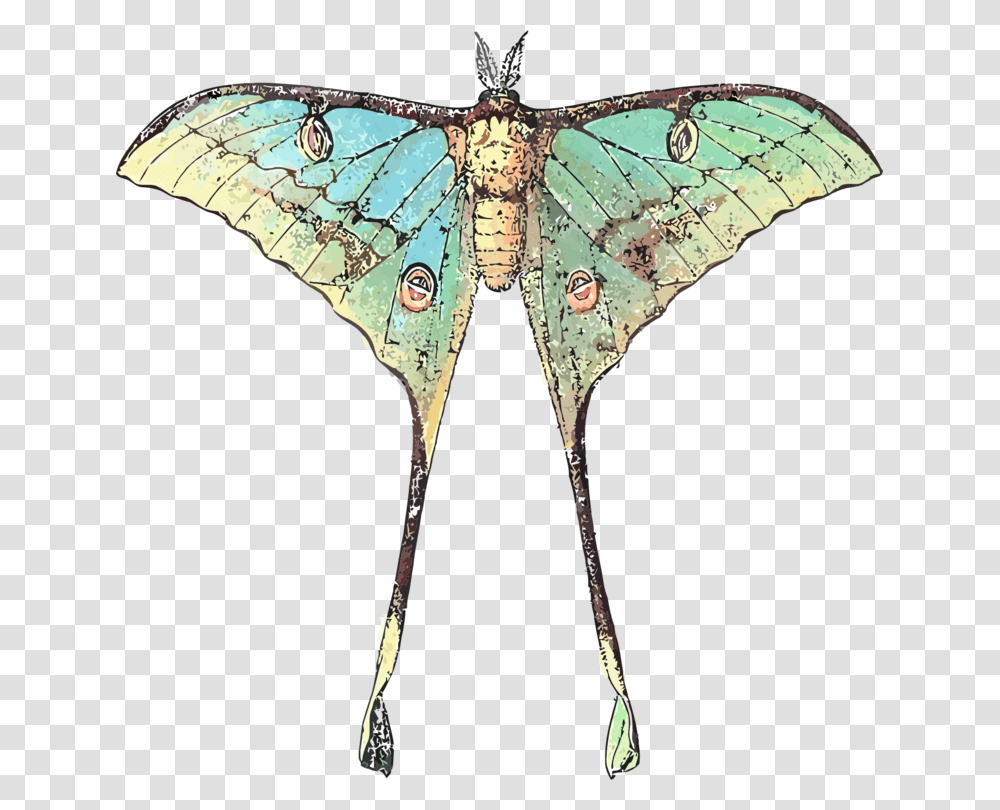Vector Insects Moth Butterfly With Long Wings, Invertebrate, Animal Transparent Png