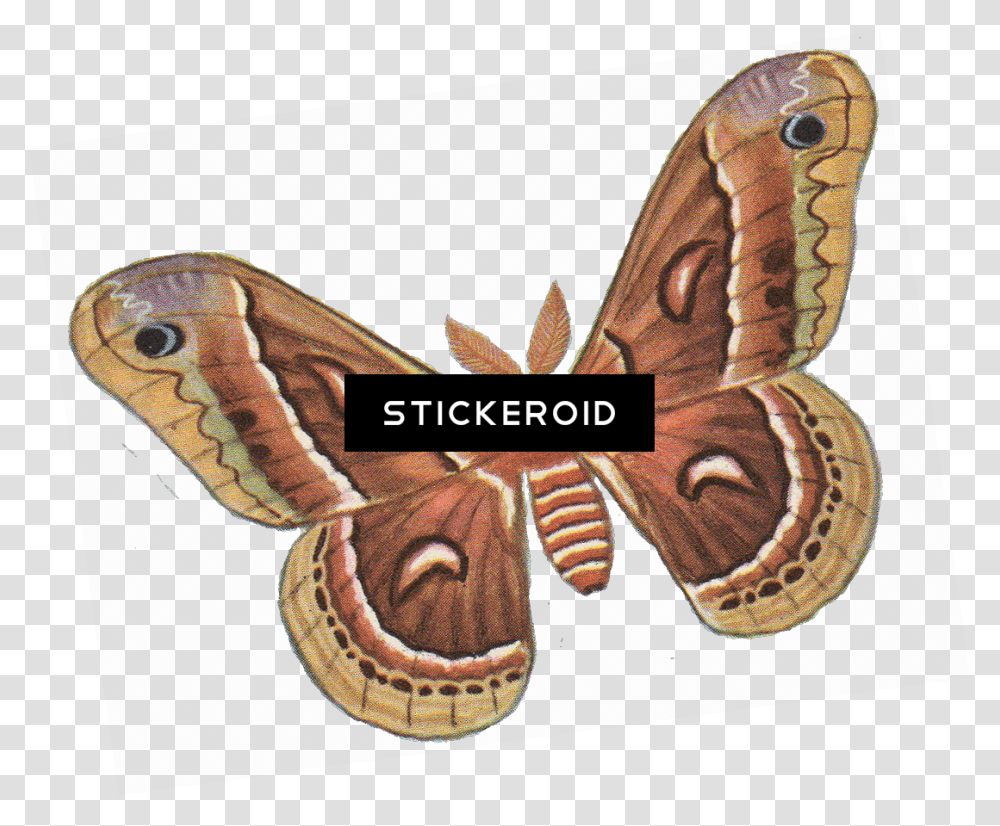 Vector Insects Moth Silk Moth Clip Art, Butterfly, Invertebrate, Animal, Person Transparent Png