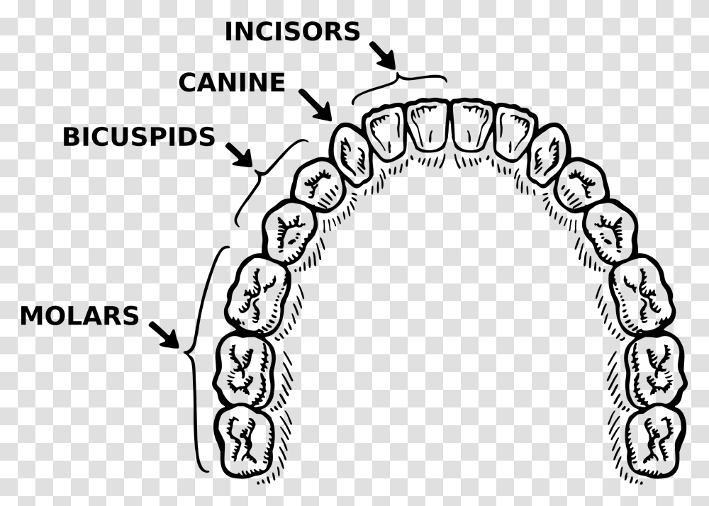 Vector Library Stock Teeth Annotated Big Image Teeth Parts Of Black And White, Gray, World Of Warcraft Transparent Png