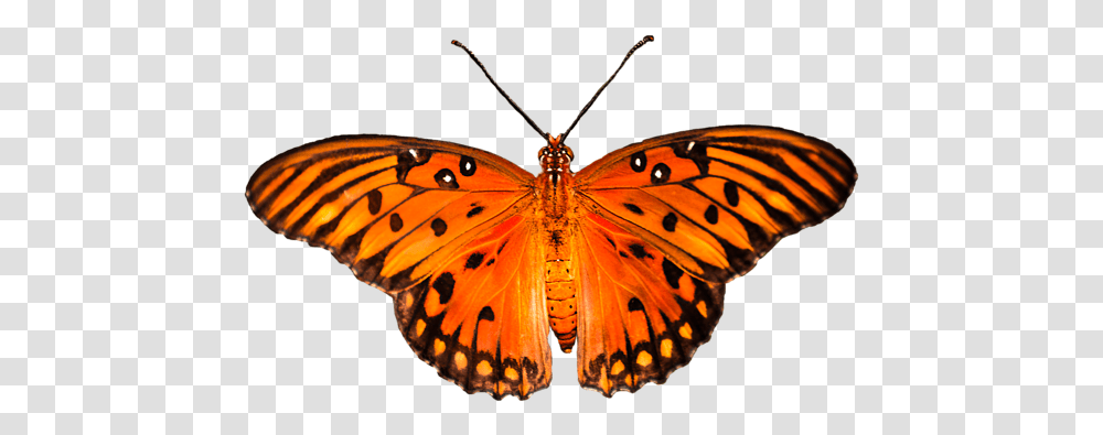 Vector Monarch, Butterfly, Insect, Invertebrate, Animal Transparent Png