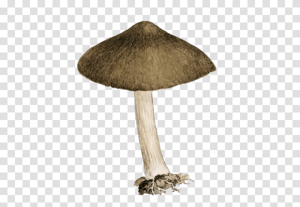 Vector Mushroom Vintage Vintage Mushroom, Plant, Fungus, Amanita, Agaric Transparent Png