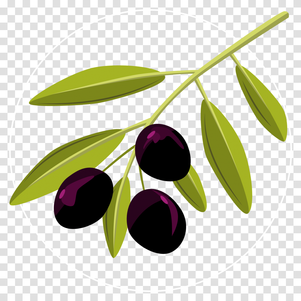 Vector Olive Olive Clipart, Plant, Leaf, Flower, Bud Transparent Png