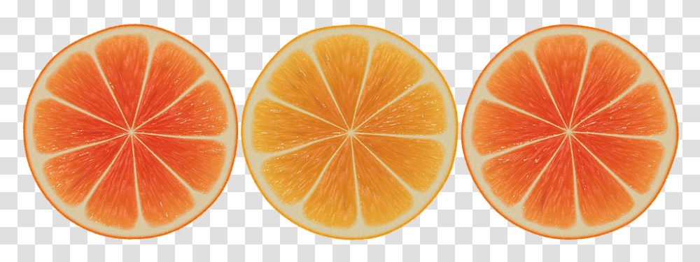 Vector Orange Slices Slice, Citrus Fruit, Plant, Food, Grapefruit Transparent Png