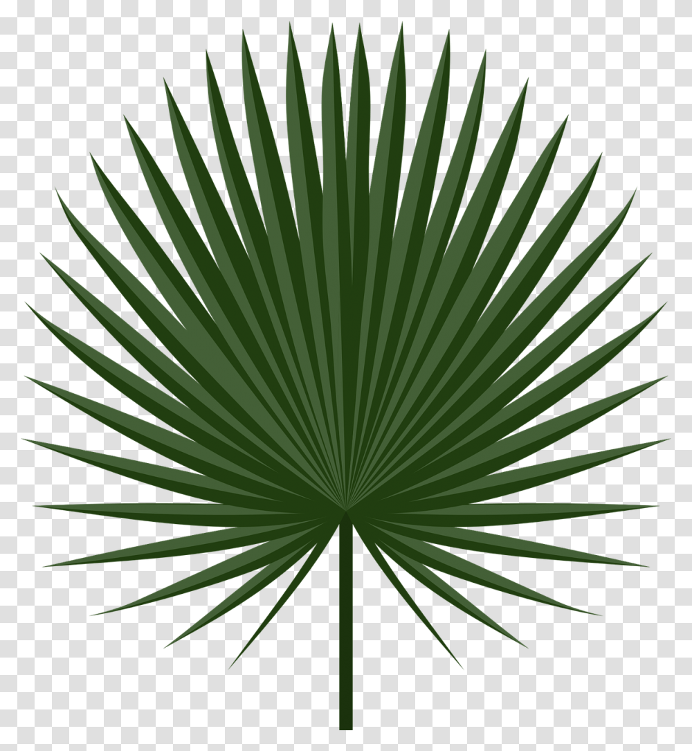 Vector Palm Leaf, Plant, Green, Vegetation, Flower Transparent Png