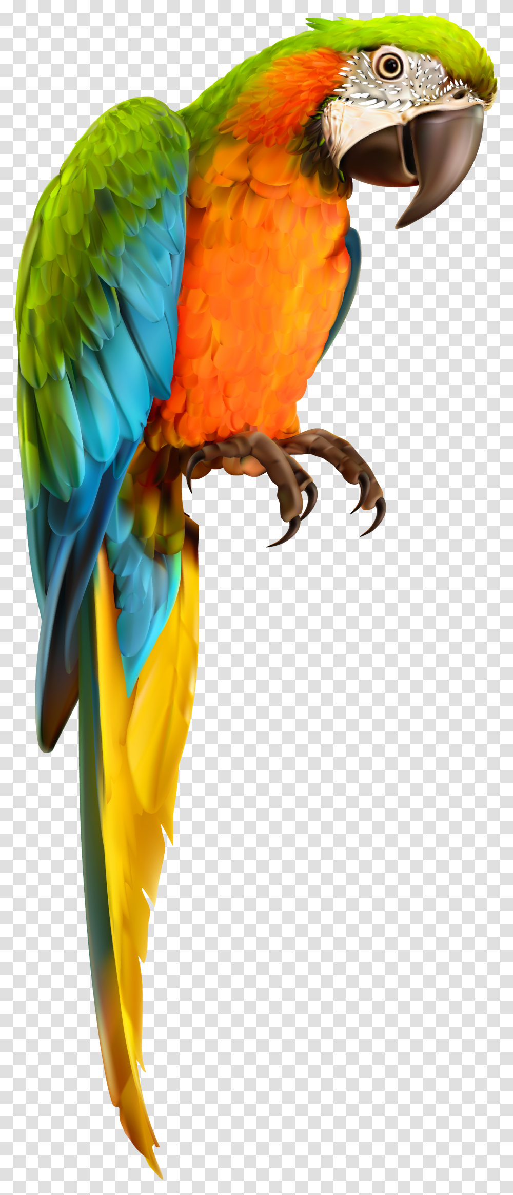 Vector Parrot Parakeet Background Parrot, Macaw, Bird, Animal Transparent Png
