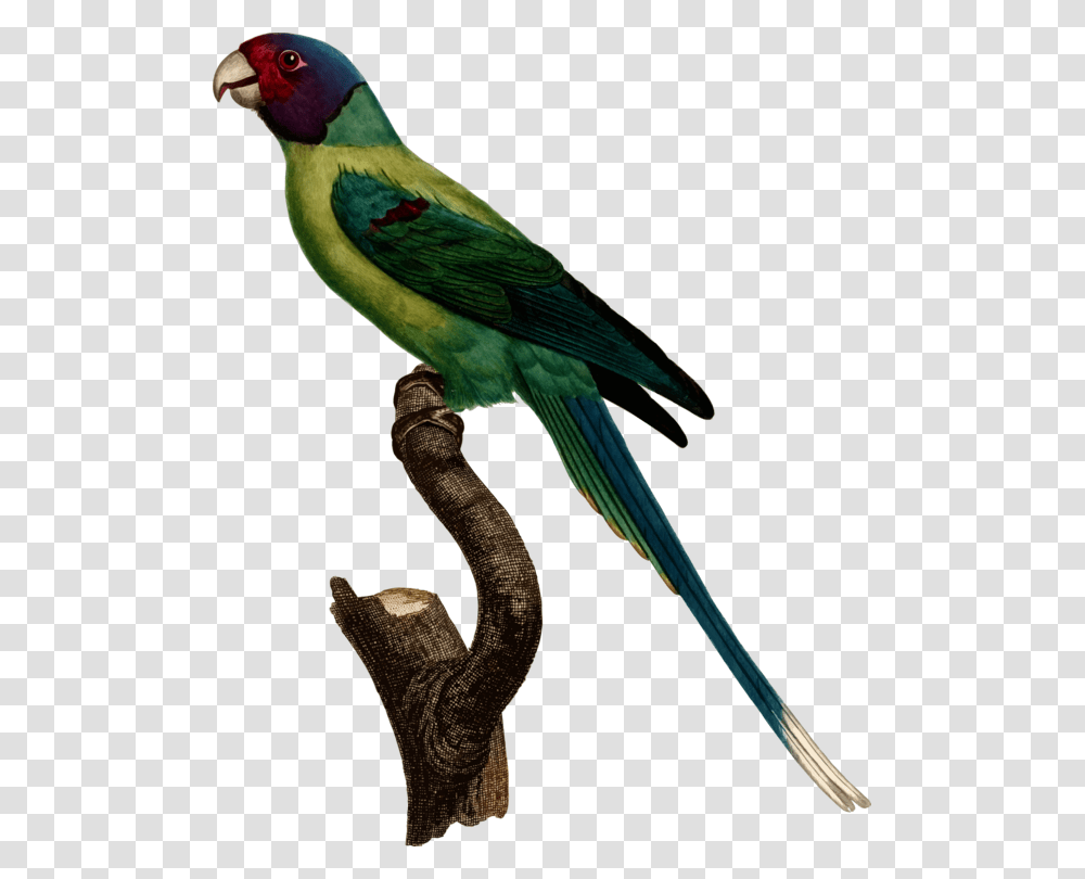 Vector Parrot Parakeet Jacques Barraband Parrot, Bird, Animal, Bee Eater, Beak Transparent Png