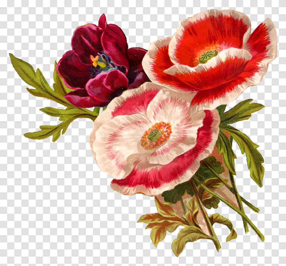 Vector Poppy Clipart Flower Botanical Illustration, Plant, Blossom, Flower Arrangement, Petal Transparent Png
