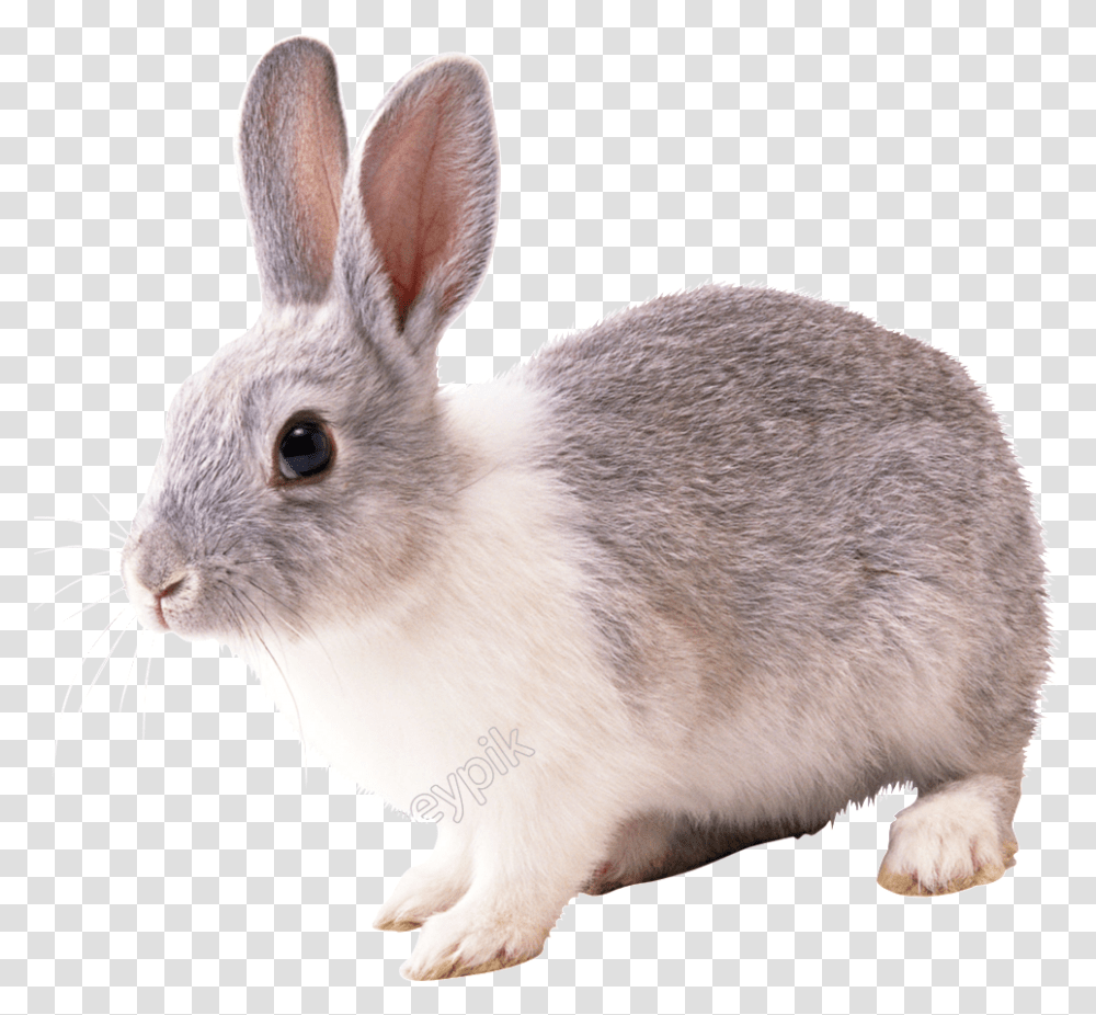 Vector Rabbit Realistic Rabbit, Rodent, Mammal, Animal, Bunny Transparent Png