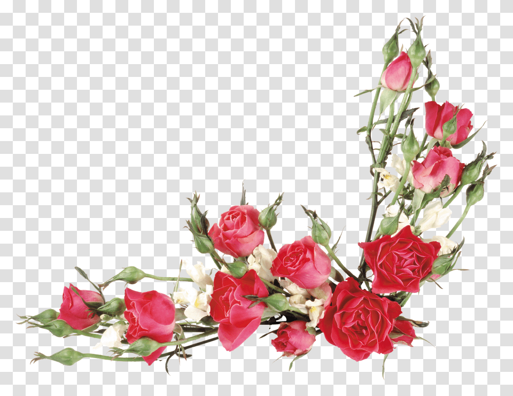 Vector Rose Flower, Plant, Blossom, Flower Arrangement, Petal Transparent Png