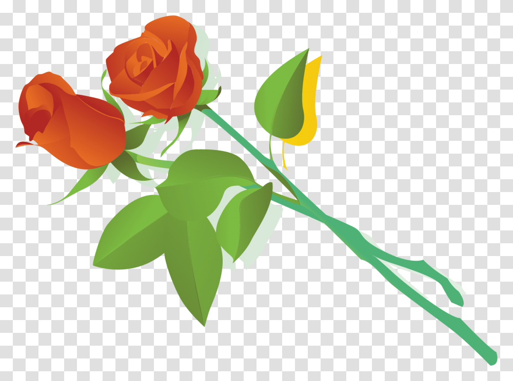 Vector, Rose, Flower, Plant, Blossom Transparent Png