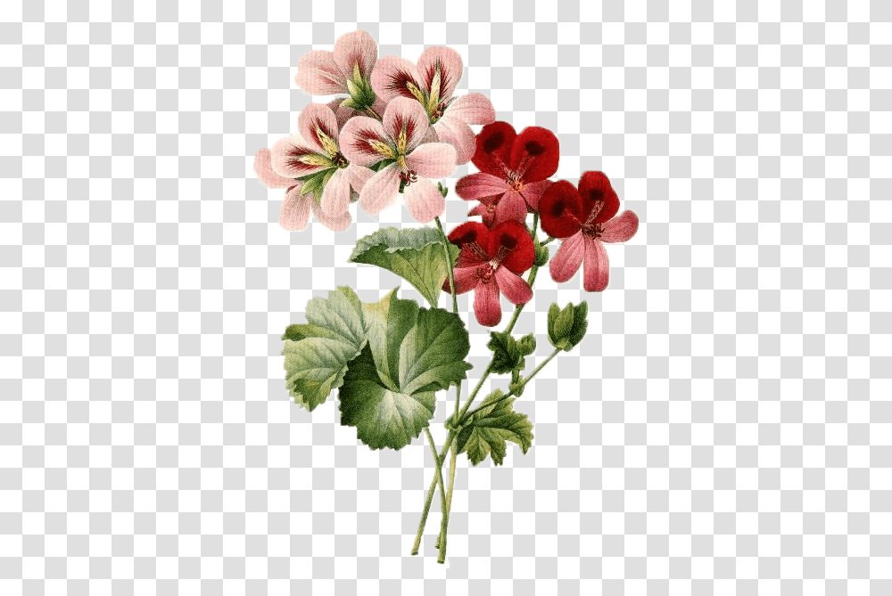 Vector Royalty Free Library Vintage Flowers Erbil Flower Vintage Illustration, Plant, Blossom, Geranium, Petal Transparent Png