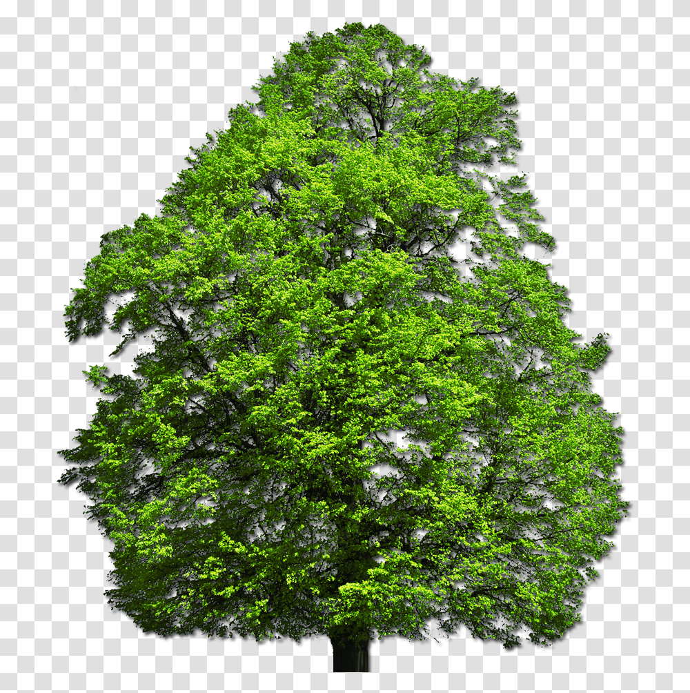 Vector Top Tree, Plant, Maple, Oak, Leaf Transparent Png