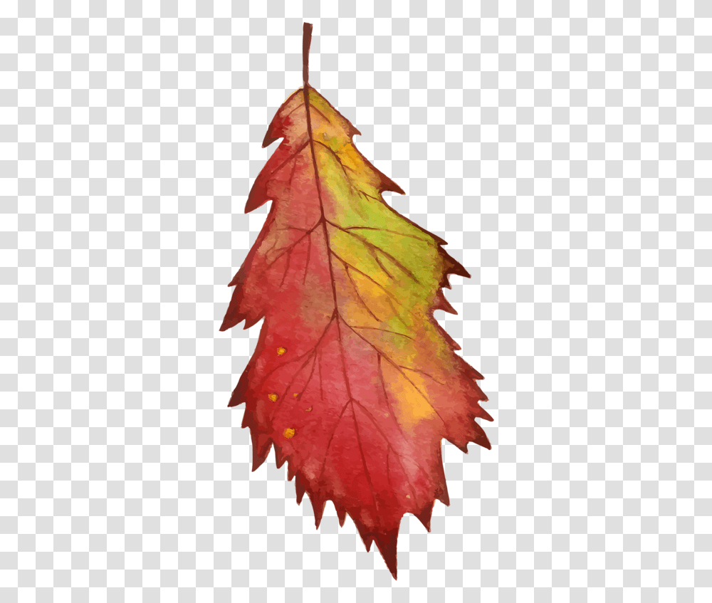 Vector Watercolor Fall Leaves, Leaf, Plant, Tree, Veins Transparent Png