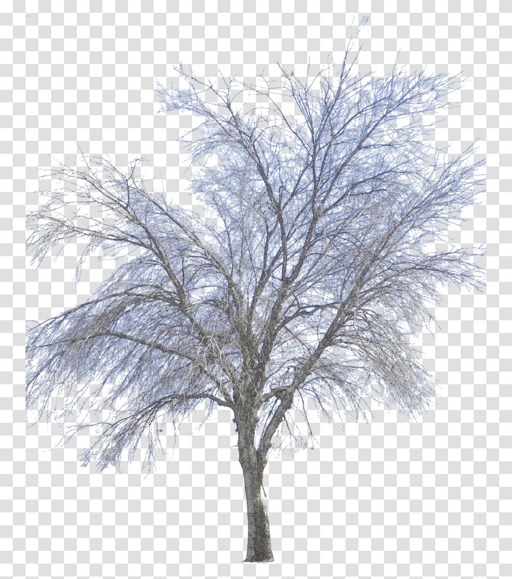 Vector Winter Tree Winter, Nature, Ice, Outdoors, Snow Transparent Png