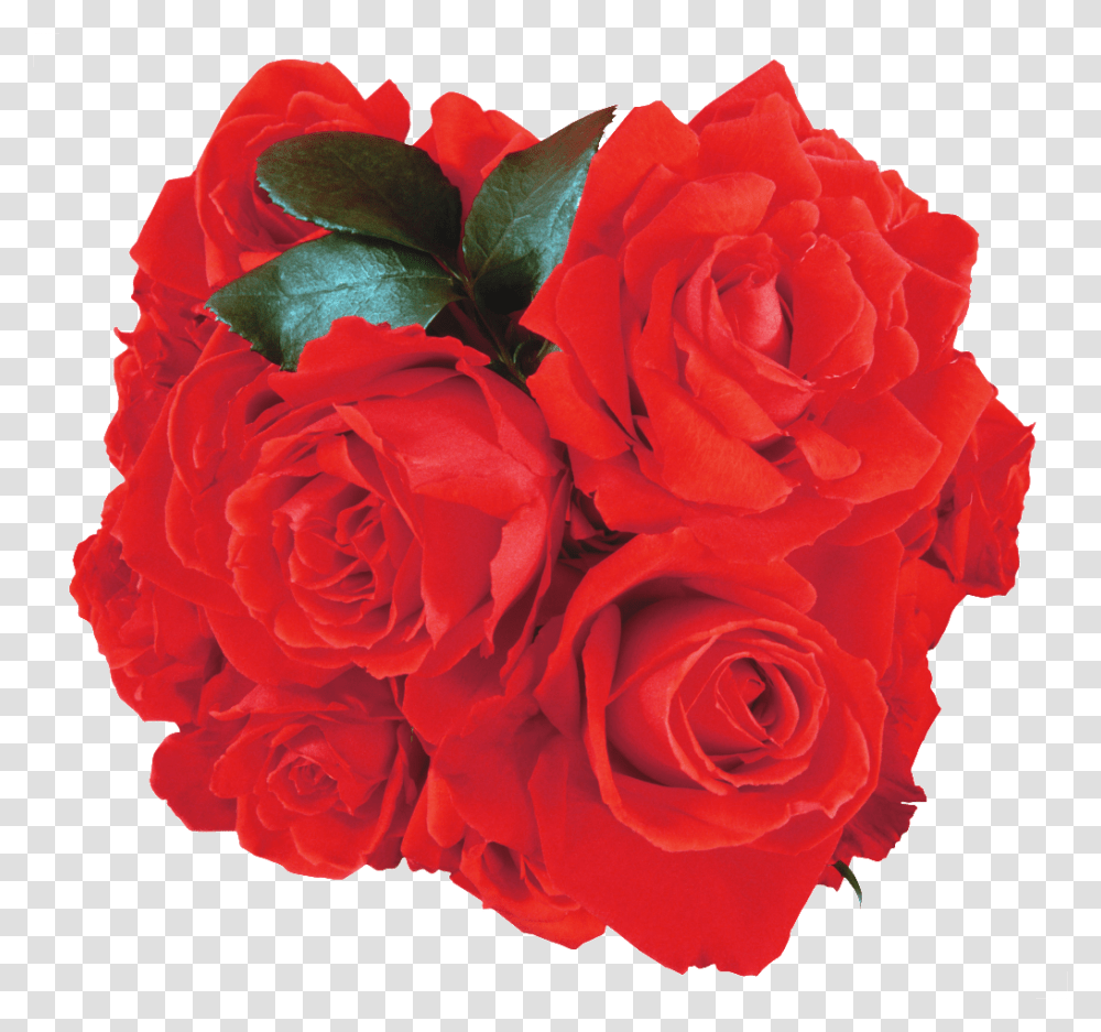 Vectores De Rosas Rojas Para Descarga Gratuita En Heypik, Plant, Rose, Flower, Blossom Transparent Png