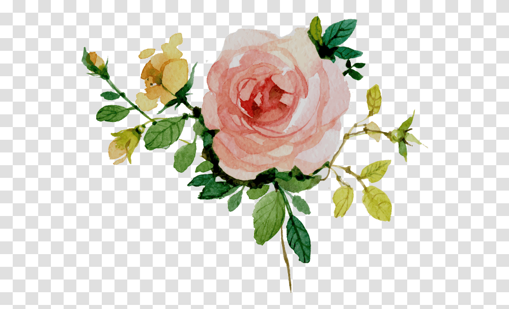 Vectors Watercolor Border Flowers, Rose, Plant, Blossom, Petal Transparent Png