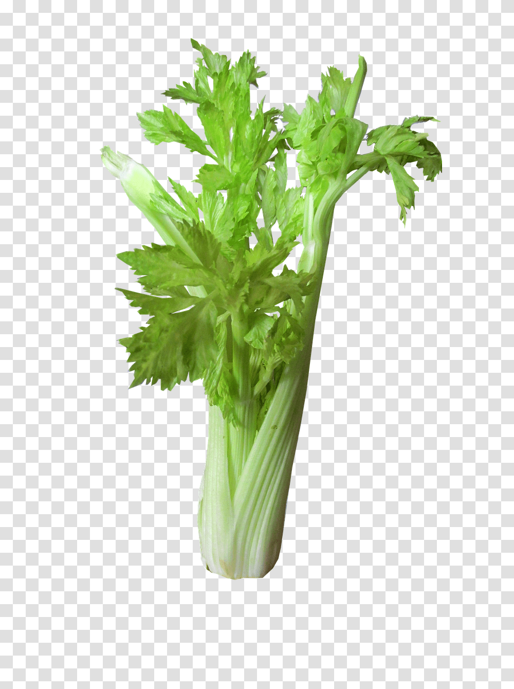 Vegetable Plant, Vase, Jar, Pottery Transparent Png