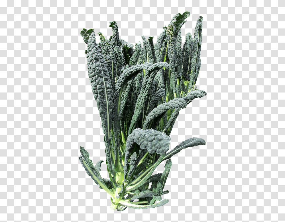 Vegetable 960, Plant, Kale, Cabbage, Food Transparent Png