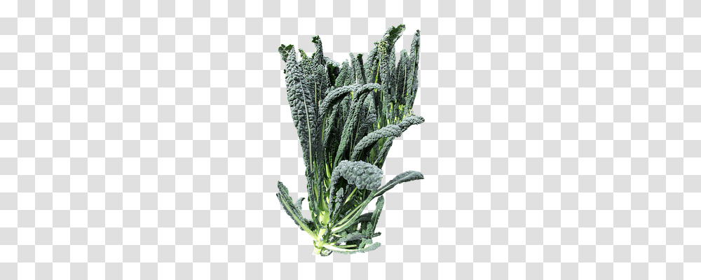 Vegetable Food, Kale, Cabbage, Plant Transparent Png