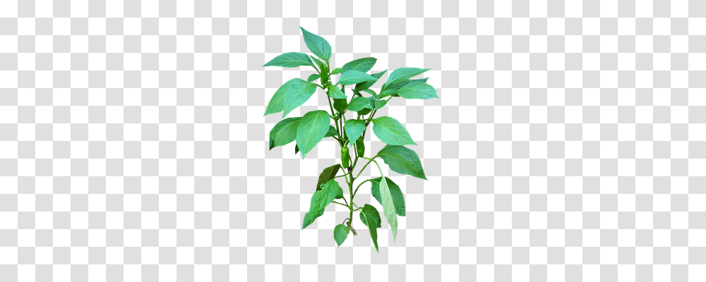 Vegetable Nature, Plant, Leaf, Acanthaceae Transparent Png