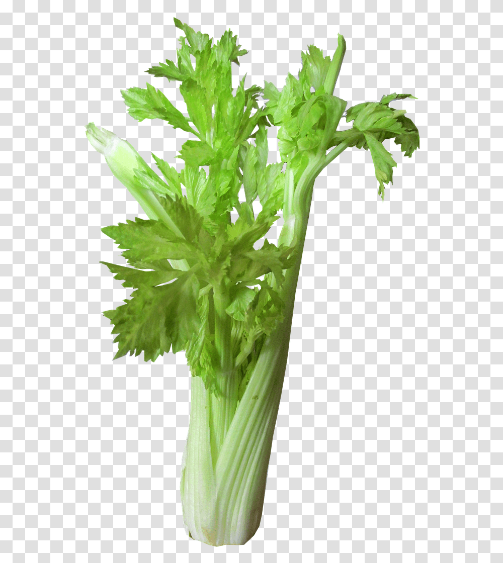 Vegetable Celery Cut Free Picture Celery Juice, Plant, Vase, Jar, Pottery Transparent Png