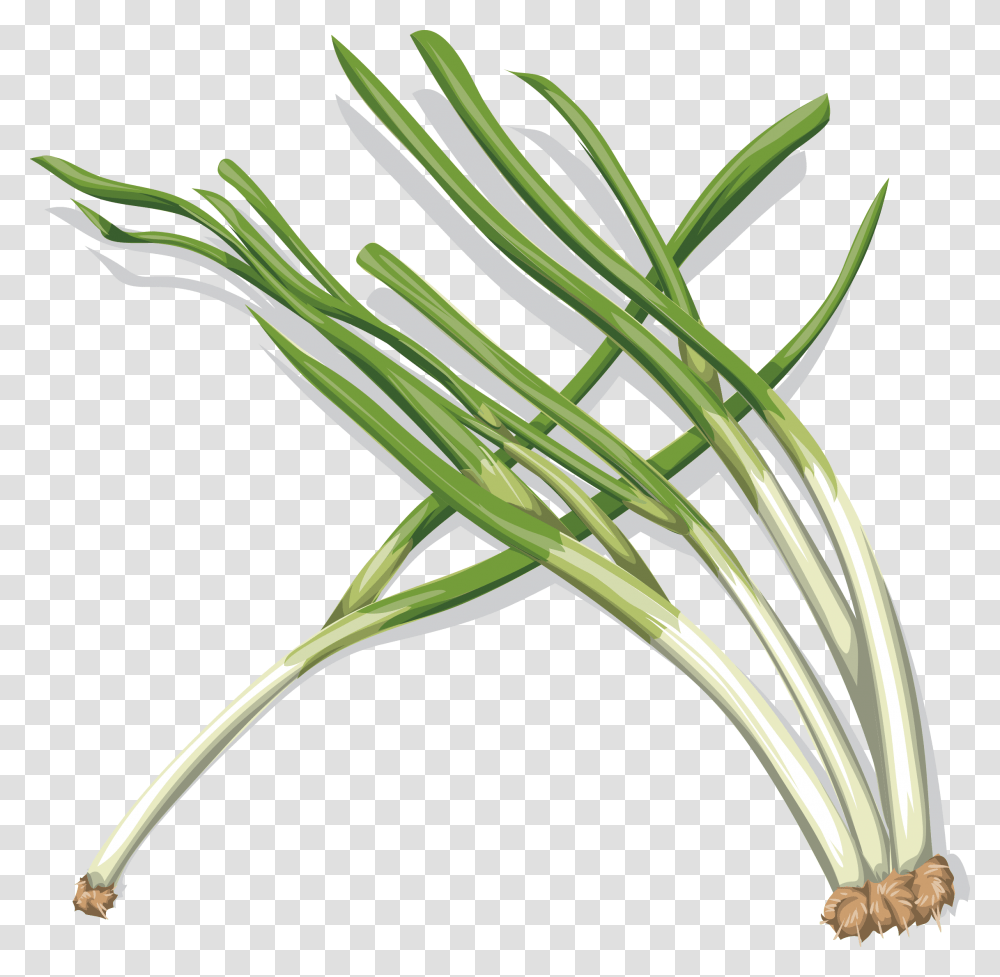 Vegetable Clipart Onion Onion, Plant, Produce, Food, Leek Transparent Png