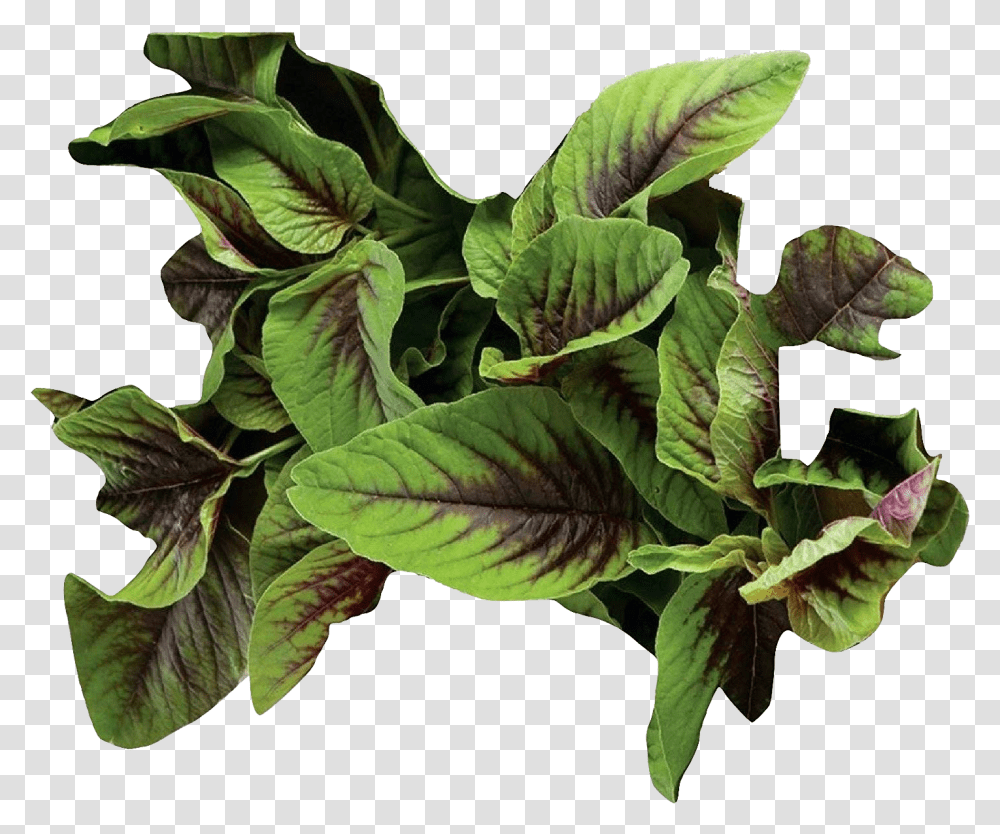 Vegetable Green Leaves Photo Background, Leaf, Plant, Potted Plant, Vase Transparent Png