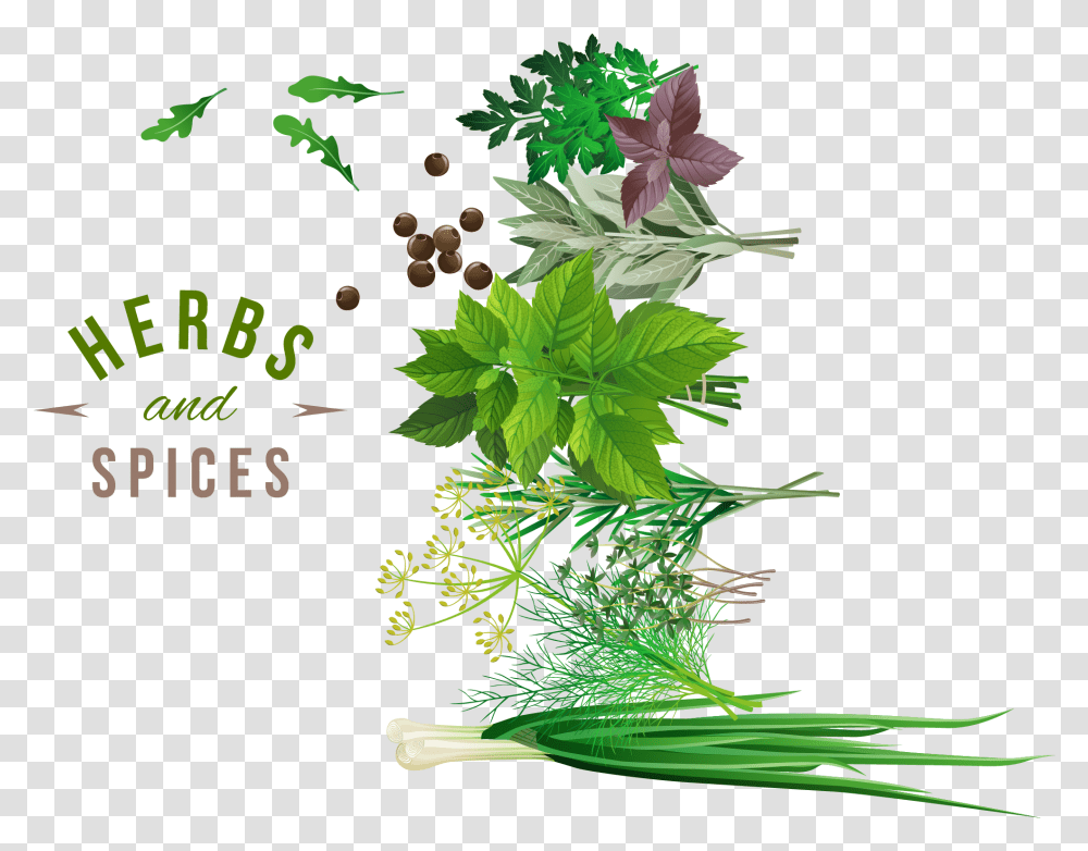 Vegetable Herbs Vector, Plant, Seasoning, Food, Dill Transparent Png