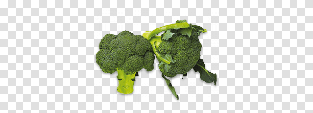 Vegetable Photo Arts Example Of Flower Vegetables, Plant, Broccoli, Food, Cauliflower Transparent Png