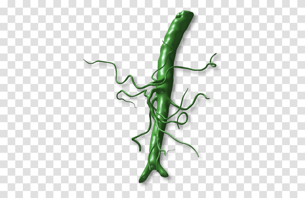 Vegetable, Plant, Animal, Root, Food Transparent Png