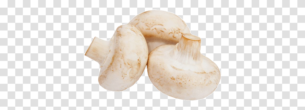 Vegetable, Plant, Fungus, Agaric, Mushroom Transparent Png