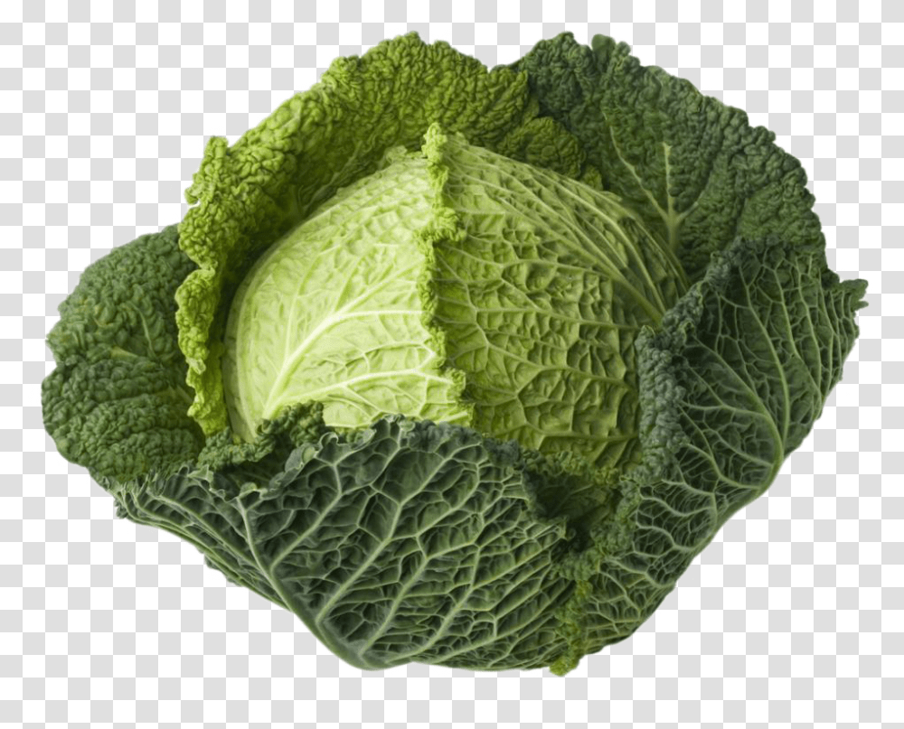 Vegetable Plant Green Cabbage, Food, Head Cabbage, Produce, Kale Transparent Png