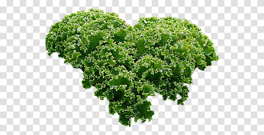 Vegetable Plant Kale, Cabbage, Food Transparent Png