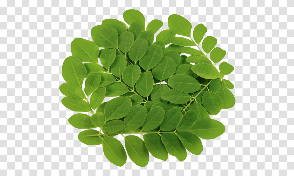 Vegetable Plant Moringa Leaves, Leaf, Green, Fern, Annonaceae Transparent Png