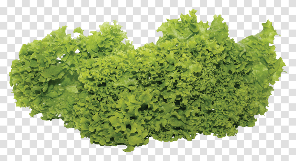 Vegetable Plants Salad Vegetable Transparent Png