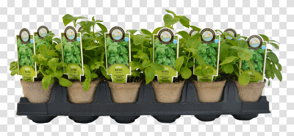 Vegetable Plants Starter Plants, Potted Plant, Vase, Jar, Pottery Transparent Png