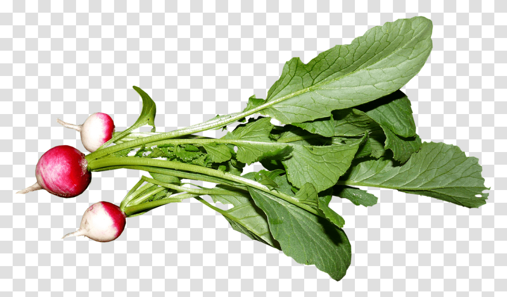 Vegetable Radish Food Free Image On Pixabay Spring Greens, Plant, Leaf, Produce, Herbs Transparent Png