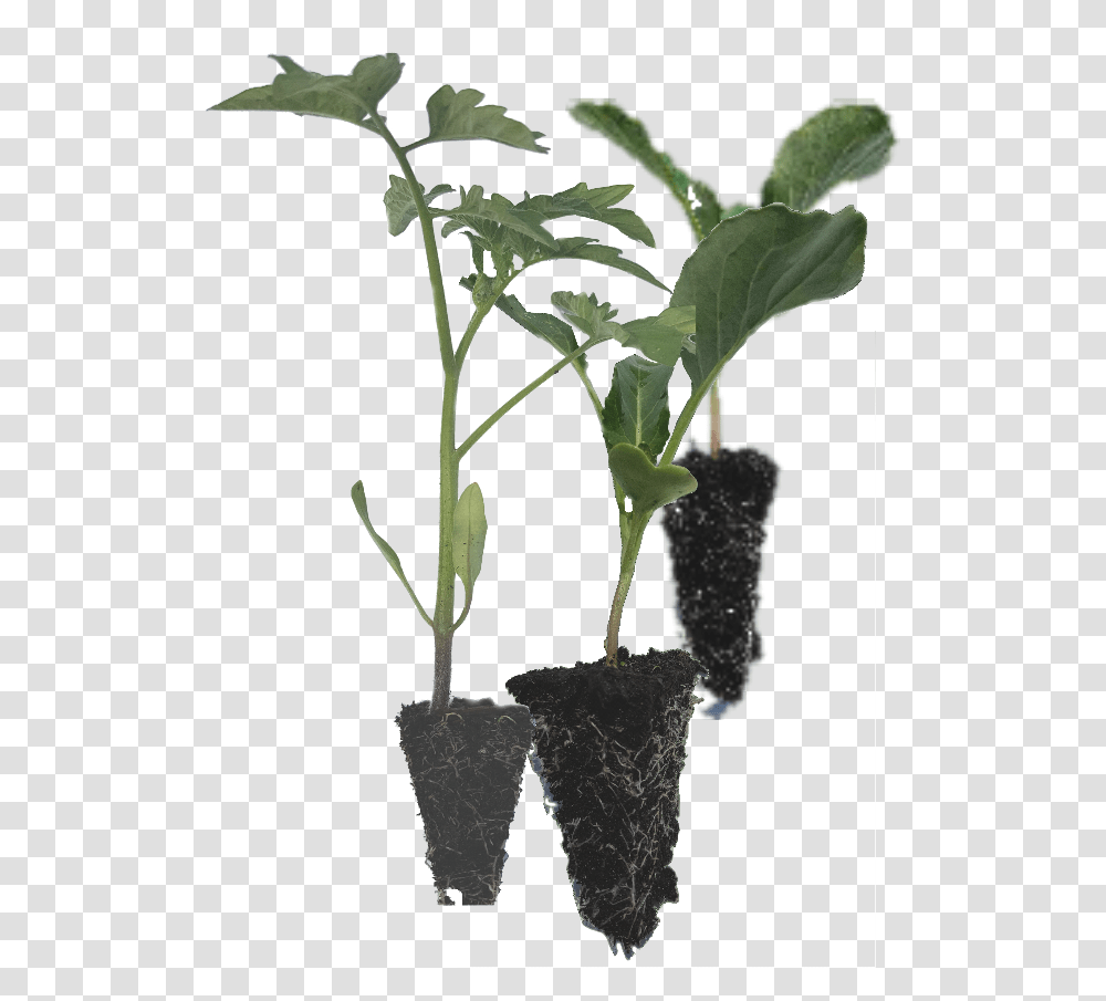 Vegetable Seedlings, Plant, Leaf, Flower, Blossom Transparent Png
