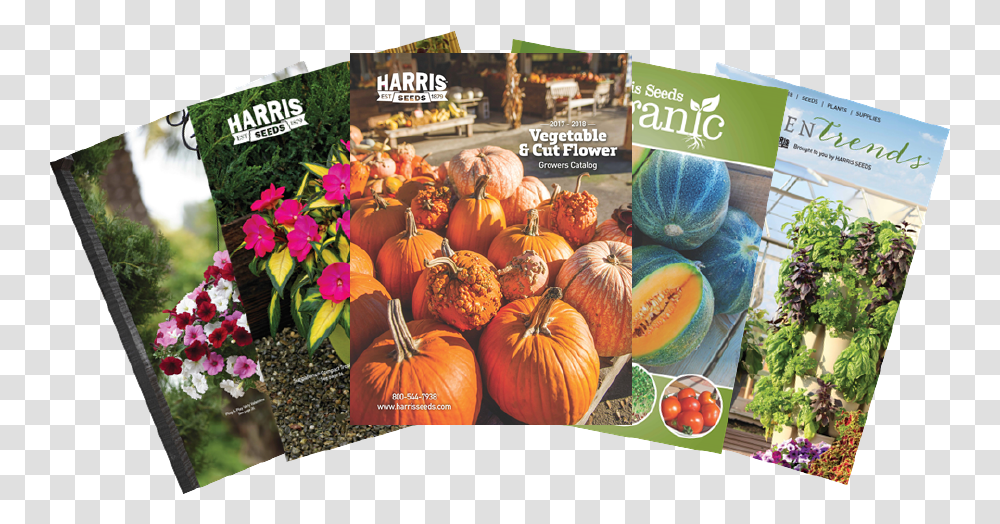 Vegetable Seeds, Plant, Poster, Advertisement, Pumpkin Transparent Png