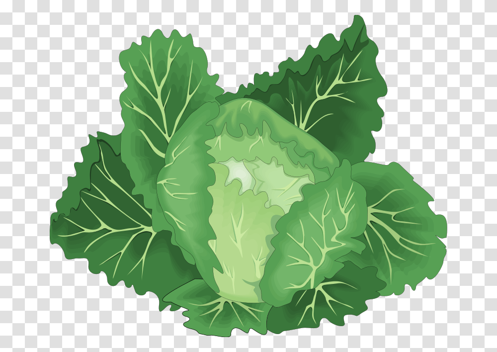 Vegetables Free Vector Green Vegetable Vector, Plant, Food, Cabbage, Kale Transparent Png